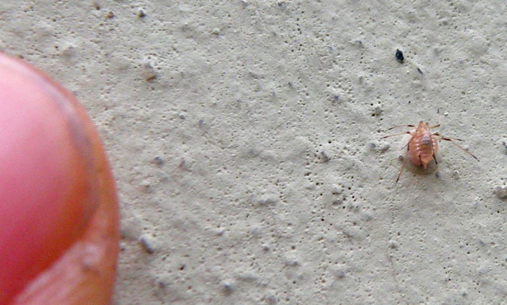 Larva endoparassitaria di Braconidae?